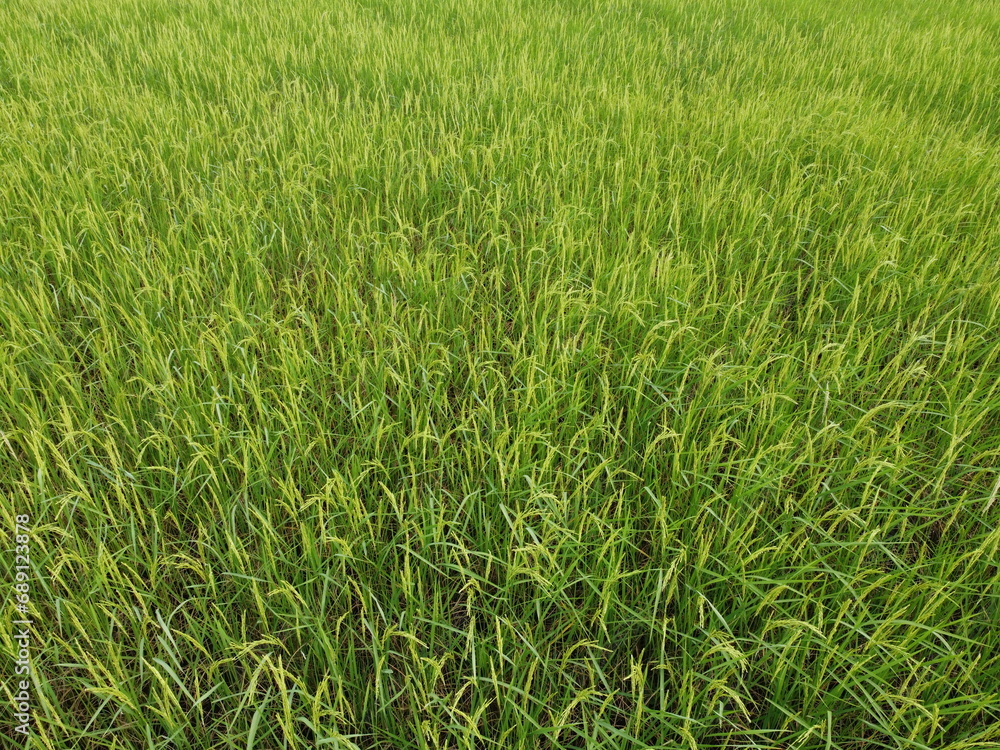Aerial photography of the lush green rice fields. Aerial photography of the lush green rice fields.