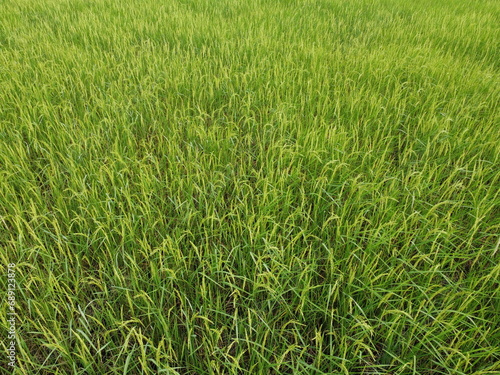 Aerial photography of the lush green rice fields.