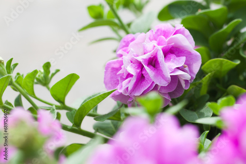 Pink petunia terry flower  close-up photo