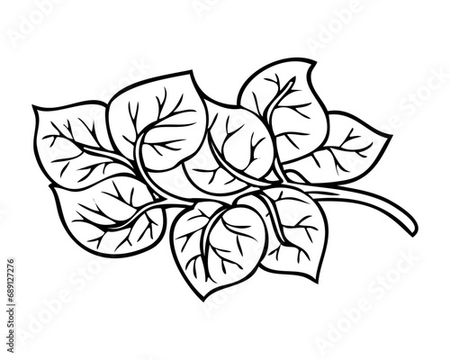 spinach line vector illustration