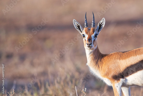 thomson's gazelle portrait in Tsavo national park kenya photo