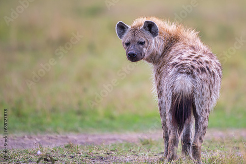hyena looking back to camera, in Masaimara national park in kenya