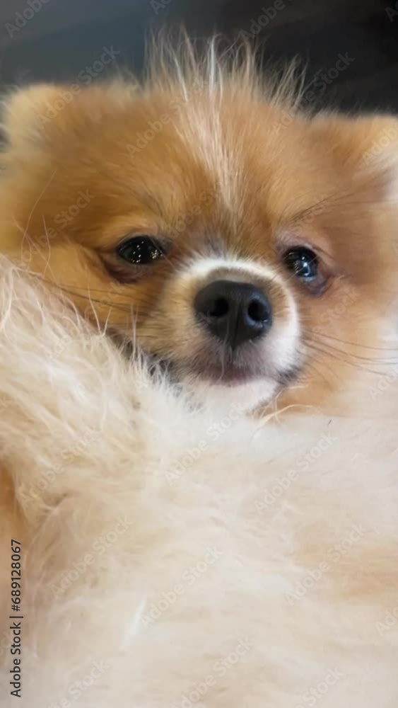 video of Pomeranian Spitz dog cute lovely pose smiling fluffy Pomerania spitz with rounded face, very happy good for background content video of Pomeranian Spitz dog cute lovely pose smiling fluffy Pomerania spitz with rounded face, very happy good for background content