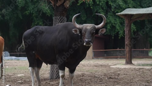 Javan bull (Bos javanicus javanicus) at the Solo Safari Zoo, Surakarta City, Indonesia. photo