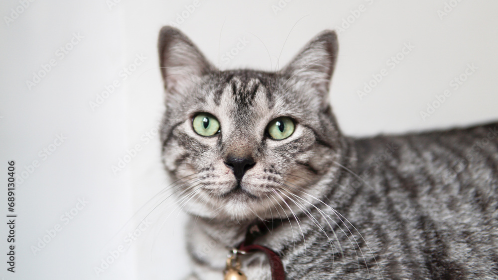 Portrait of a cute gray cat
