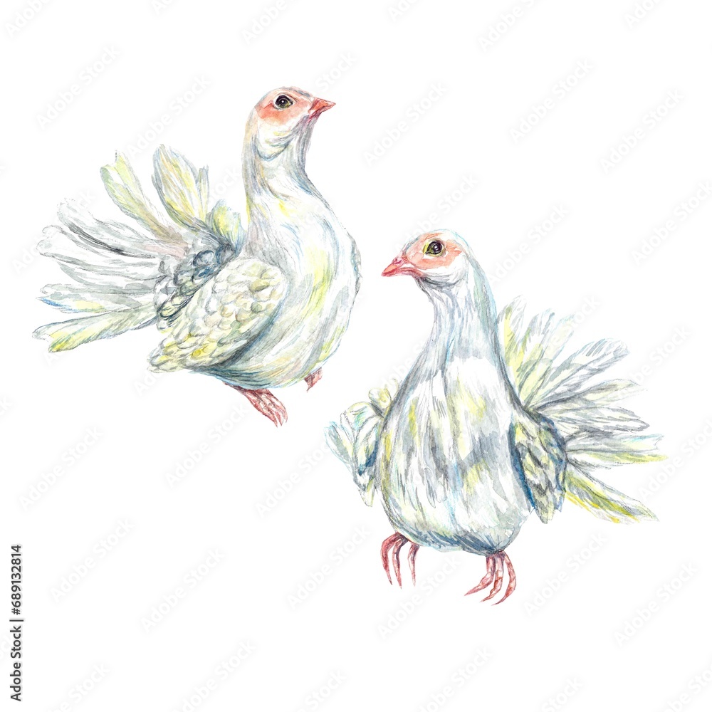 Fototapeta premium Two white doves. Watercolor illustration isolated on a white background. Valentines Day greeting cards, wedding invitations, covers, stickers.