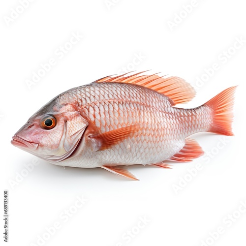 Professional food photography of Tilapia, isolated on white background, Tilapia isolated on white background