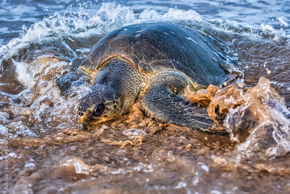 Obraz premium Turtle comming out from the sea