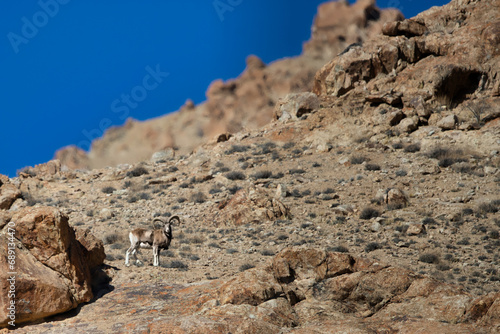 Ladakh urial on the mountains photo