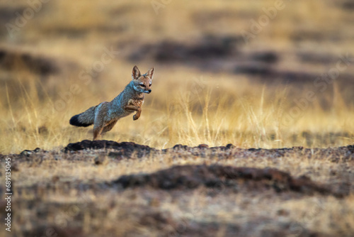 Photography Indian fox jumping in Pune maharastra India