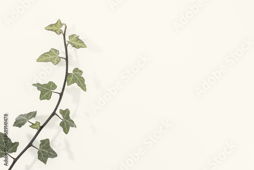 Natural background with copy space. Ivy leaves climbing
