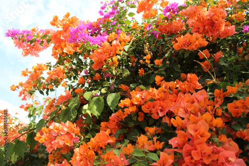 Colorful bougainvillea flowers in the garden