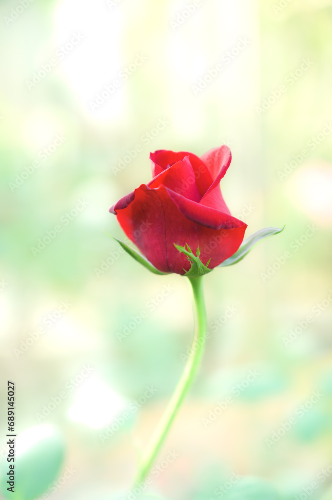 Fototapeta premium Red rose with natural background
