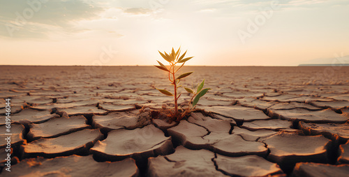 Plant growing in dried cracked mud, the concept of nature taking over, and climate change