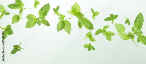 Green mint leaves levitating in the air against a white background symbolizing summer Copy space image Place for adding text or design
