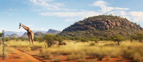 Giraffe panorama in African...