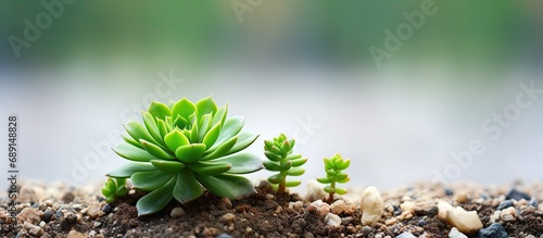 Cultivate miniature succulent garden with Echeveria Green seedling Succulent Floral hobby Floral backdrop Copy space image Place for adding text or design photo