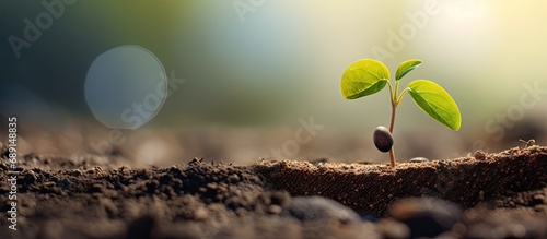 New life from seedling grow...