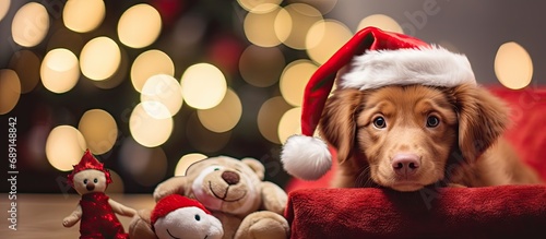 Golden retriever with teddy...