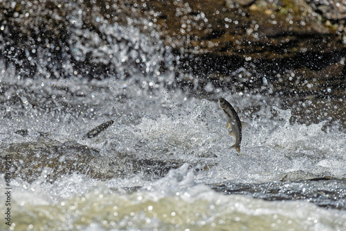 Wallpaper Mural Endemic fish species living in Lake Van in Turkey. Chalcalburnus tarichi, Cyprinidae. A fish that jumps in the water. Torontodigital.ca