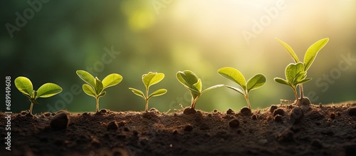 Nature s small trees that thrive on fertile soil in the morning sun symbolizing plant growth and Earth Day Copy space image Place for adding text or design