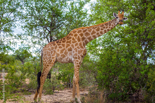 Gorgeous giraffe graze