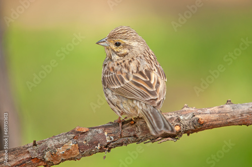 Cirl Bunting (Emberiza cirlus) on a branch. Blurred green background.