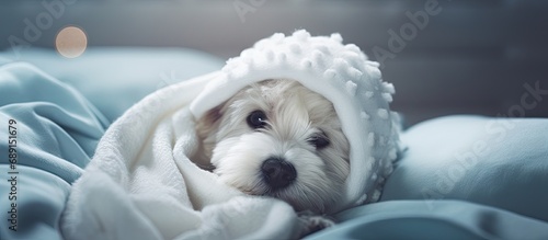 Cute dog resting after surgery wearing special suit and recovering with love and care Copy space image Place for adding text or design photo
