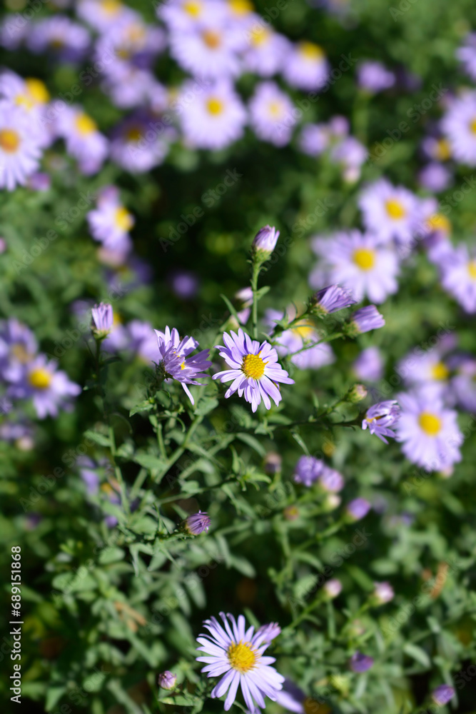 New York aster Professor Kippenberg flowers New York aster Professor Kippenberg flowers