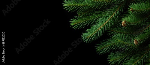 Green spruce branch isolate...