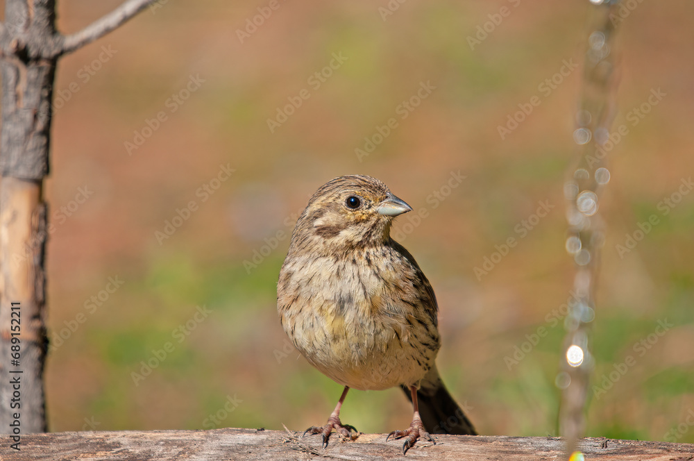 Cirl Bunting (Emberiza cirlus) standing on a tree stump. Blurred coloured background. Cirl Bunting (Emberiza cirlus) standing on a tree stump. Blurred coloured background.
