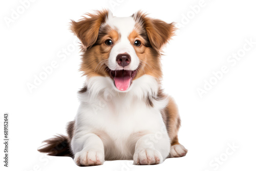 Maltipool Puppy With A Smile, Transparent White Background, Png. © Ян Заболотний