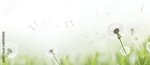Dandelion flowers on white background in artistic spring layout Copy space image Place for adding text or design