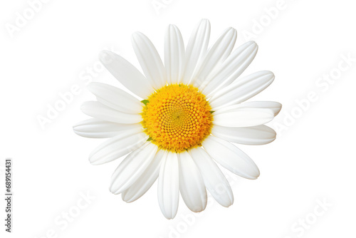 Common Daisy Blossom On Transparent Background  Transparent White Background  Png.