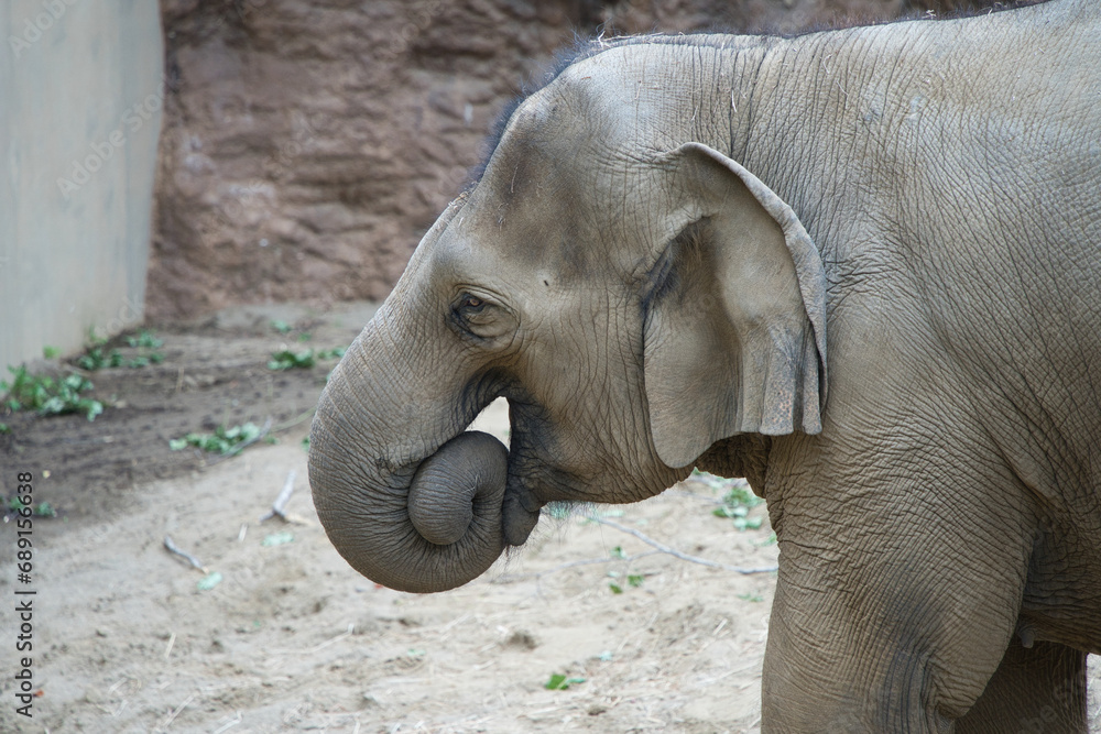 Fototapeta premium 動物園のゾウ