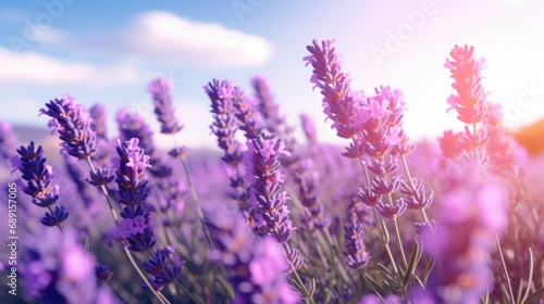 Closeup purple lavender field