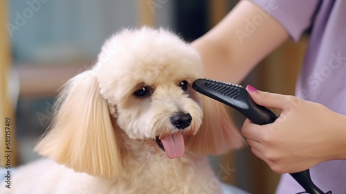 Grooming a fluffy dog in a hair salon for dogs. Beautiful goldendoodle