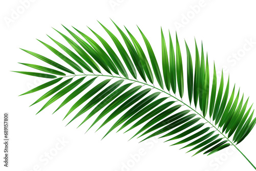 Tropical Green Palm Leaf On Transparent Background, Transparent White Background, Png.