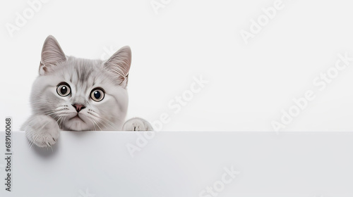 A kitten peeks out from under the table on a white background