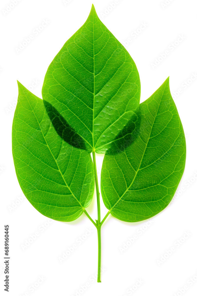 Translucent green leaf on white background Translucent green leaf on white background