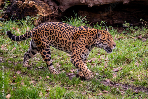 Jaguar prowling