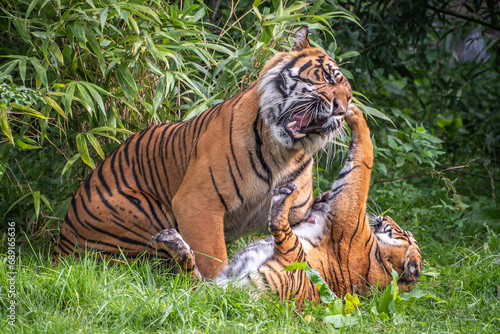 Two Sumatran Tigers play fighting