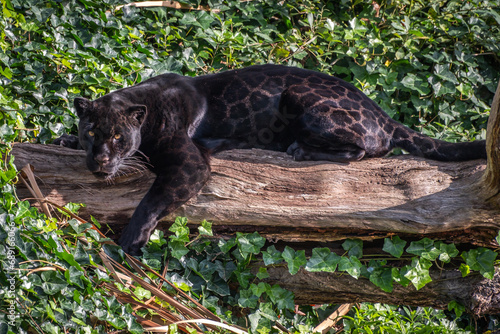 Black Jaguar on tree trunk