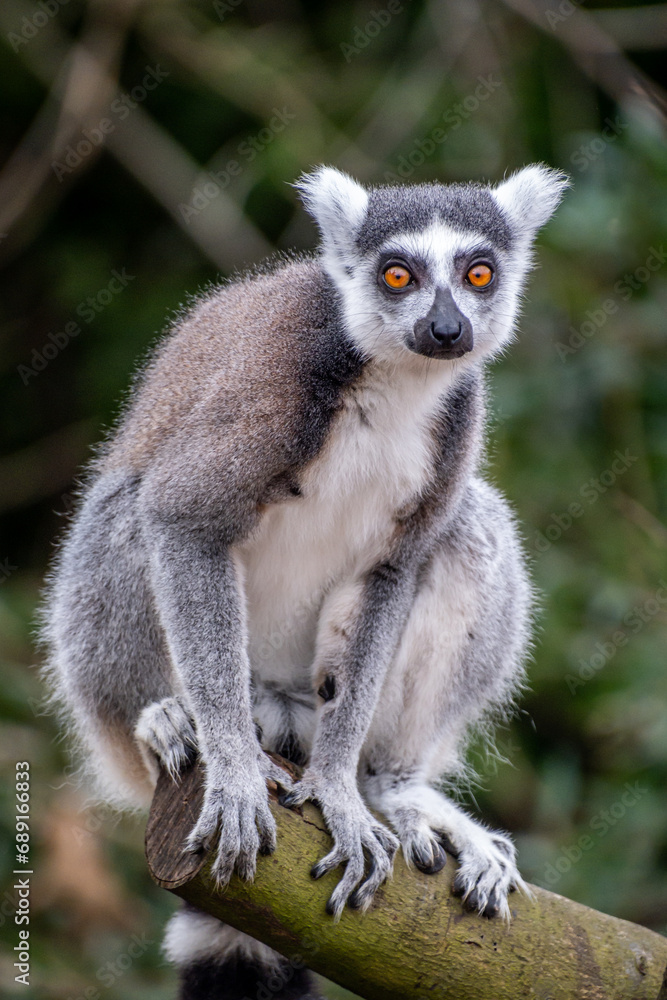 Ring tailed lemur sitting Ring tailed lemur sitting
