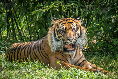 Sumatran Tiger yawning