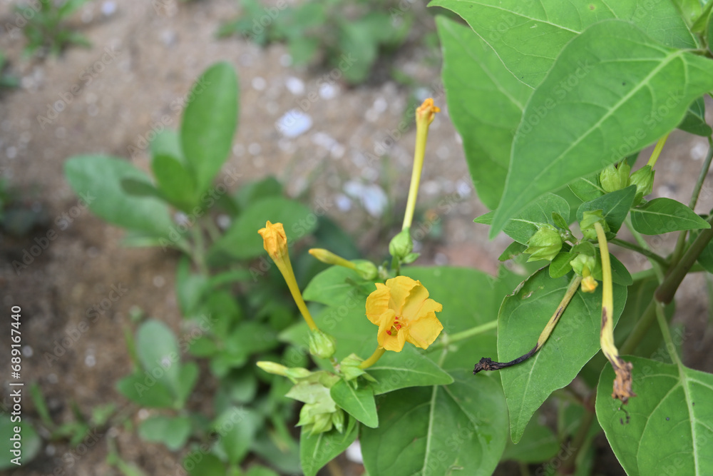In the evening, a yellow colored Marvel of Peru flower blooms, high angle view In the evening, a yellow colored Marvel of Peru flower blooms, high angle view