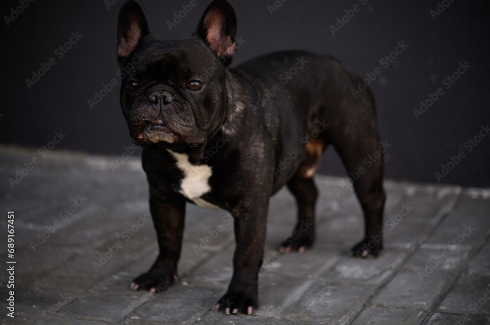 Obraz premium Portrait of a sad Black French bulldog stands outside , sadly looks around,waiting for his owner,bored.Pet life concept