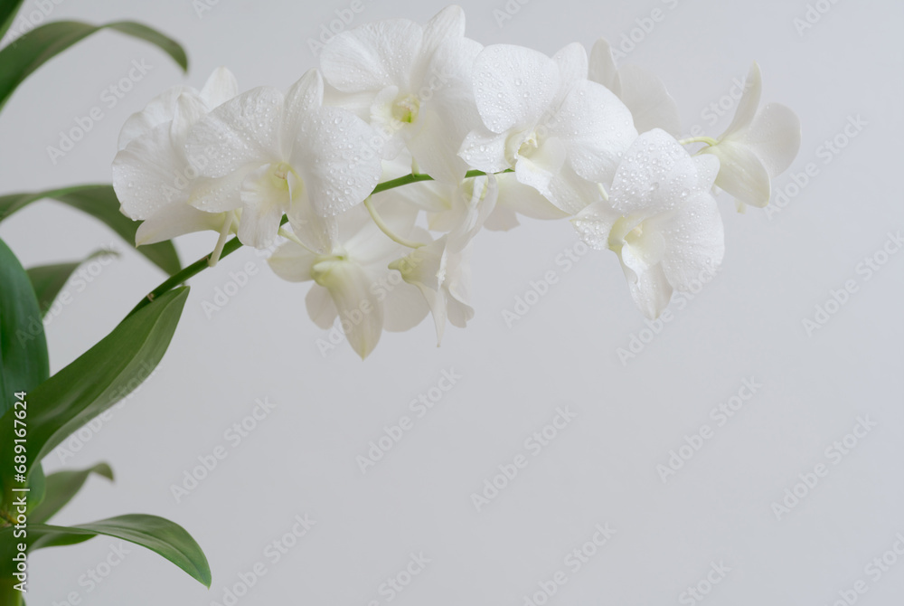 Obraz premium Close-up macro soft focus water drop on petal white orchid flower tropical forest plant blossom white background.nature spring flora desktop wallpaper,spa banner poster,website cover design.