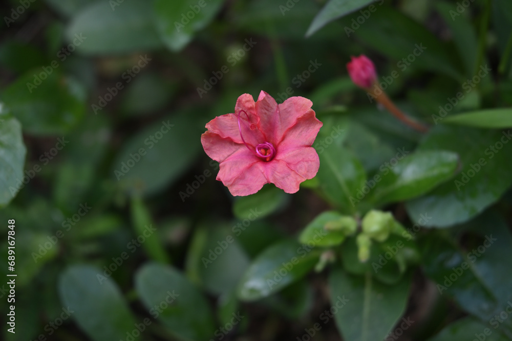 Obraz premium Close up of an orange colored Four O'clock flower blooming in the evening