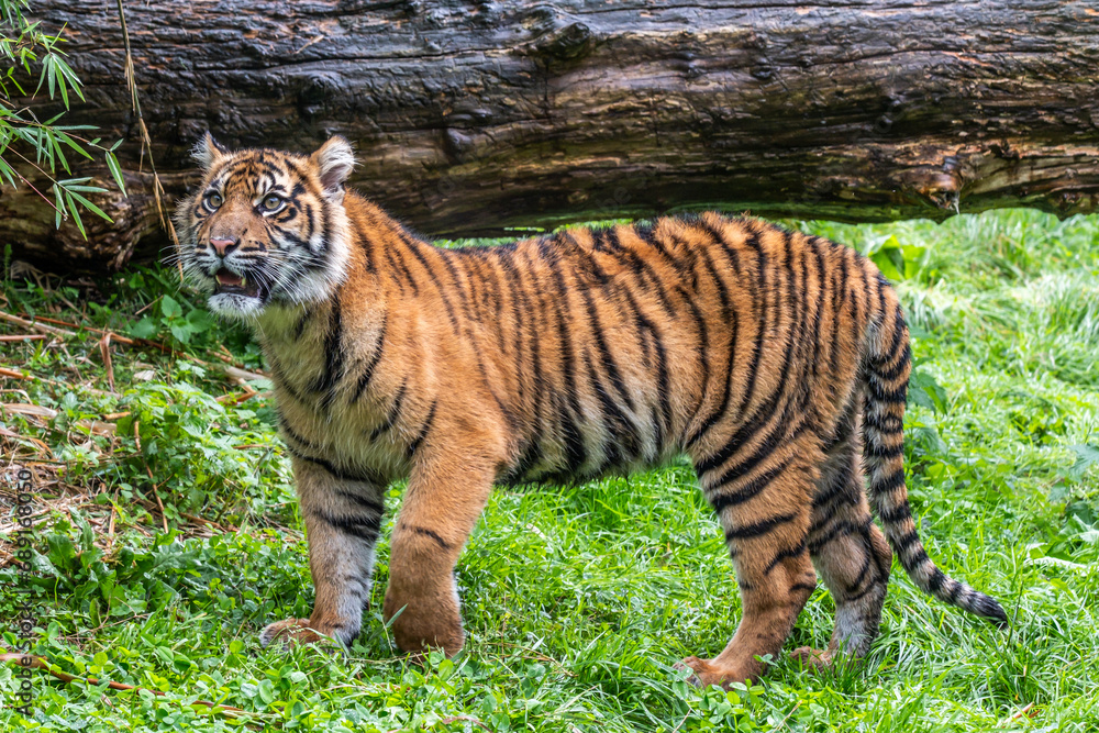 Obraz premium Sumatran Tiger